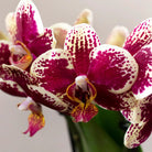Kolibri Orchids | Pflanzenset Culture Cocktail Terrakotta klein | Grünpflanzen mit Phalaenopsis-Orchidee in Retro-Terrakotta-Ziertöpfen und goldfarbenem Tablett von Kolibri Company