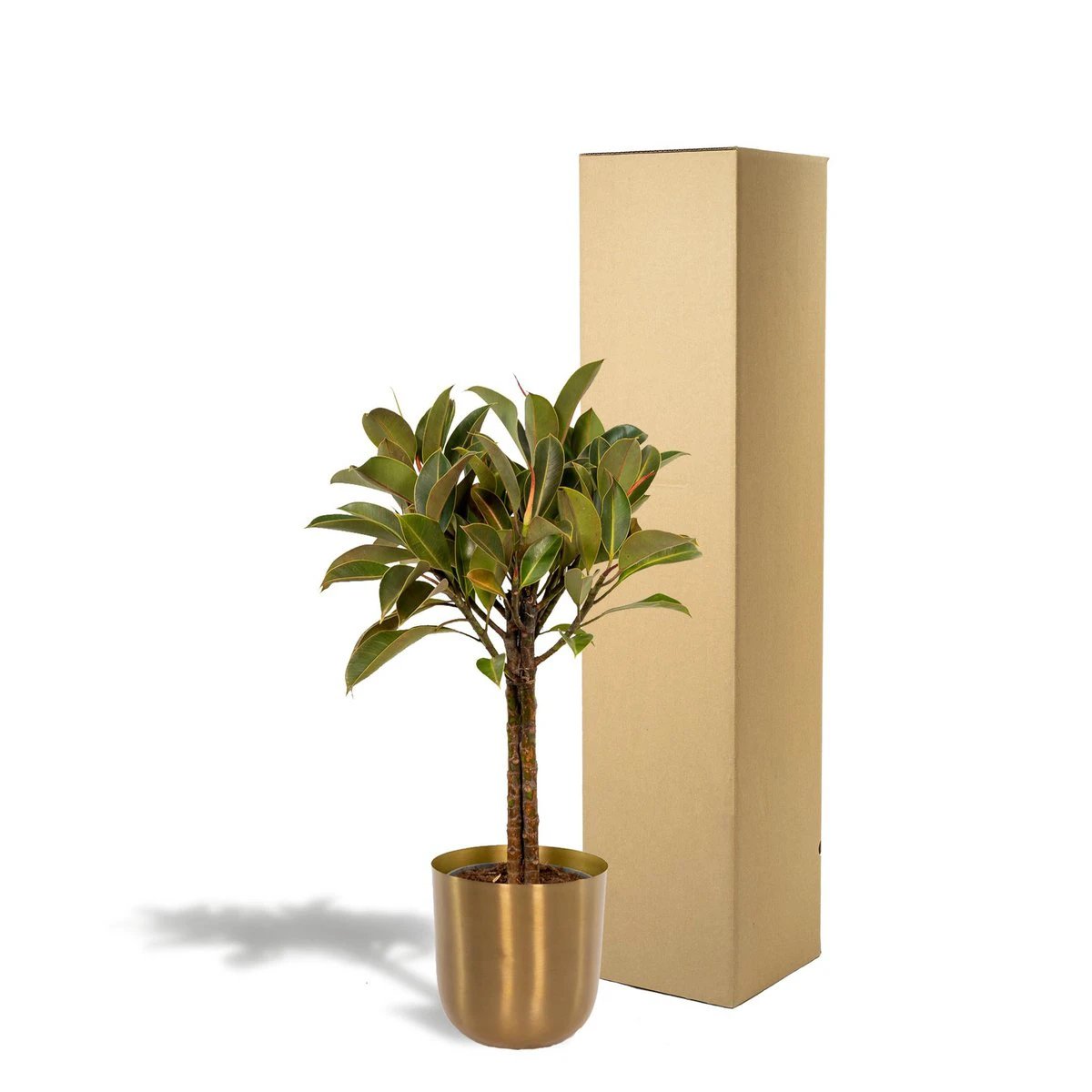Ficus elastica Melany Stamm – ↨90cm – Ø21cm + Topf Mayk Gold von MEERgroothandel Planten