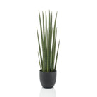 Art plant - Sanseveria Cylindrica - Woman tongue - 70 cm by Green boutiQ