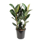 Ficus Elastica Robusta - Ø27cm - ↕85cm by MEERgroothandel Planten