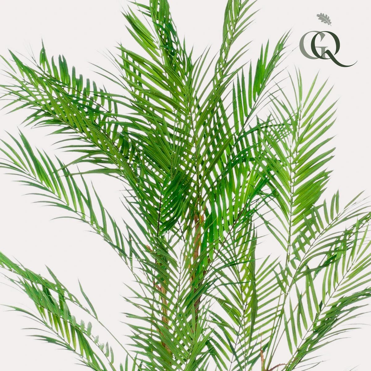 Art plant - Chamaedorea Elegans - Bergpalm - 120 cm by Green boutiQ
