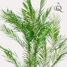 Art plant - Chamaedorea Elegans - Bergpalm - 120 cm by Green boutiQ