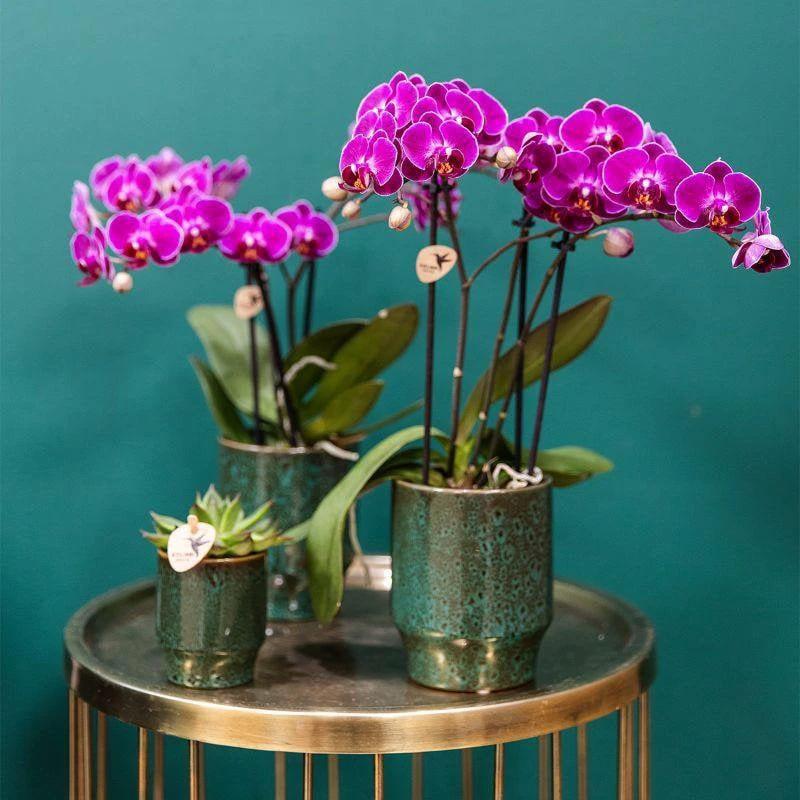 Colibr Orchids | purple orchids set in Como dish incl. water reservoir | three purple orchids Morelia 9cm | Mono Buquet purple with self-supporting water reservoir by Kolibri Company