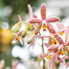 Colibr Orchids | orange Phalaenopis orchid - Spider potmate Ø9cm | -driving room plant - fresh from the grower by Kolibri Company