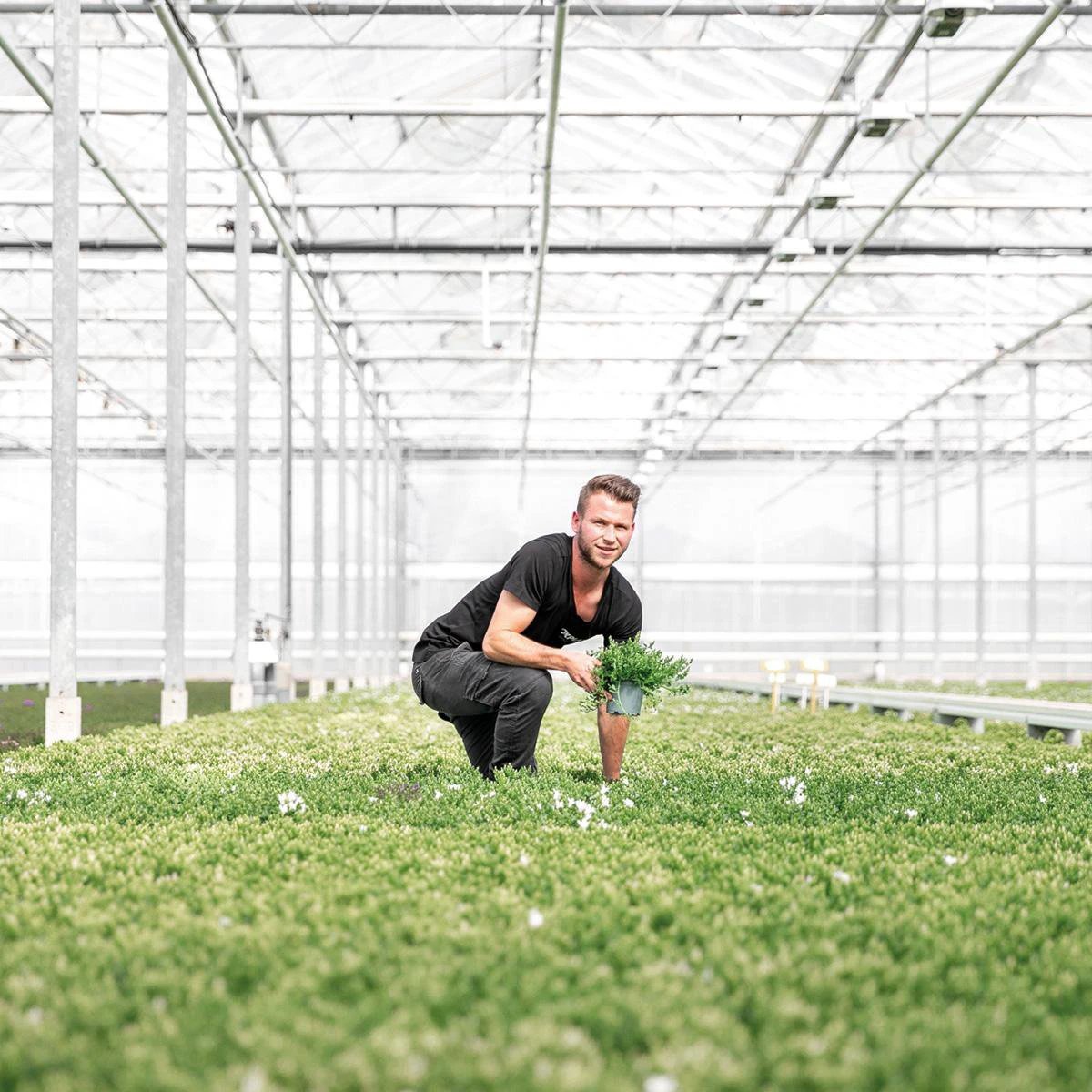 Campanula Addenda Ambella White – Baumwollwaage mit Campanula mit Wassergabesystem – 3 Stück – Klokjesbloem White – Topfgröße 12 cm – Innen & Außen von Kolibri Company
