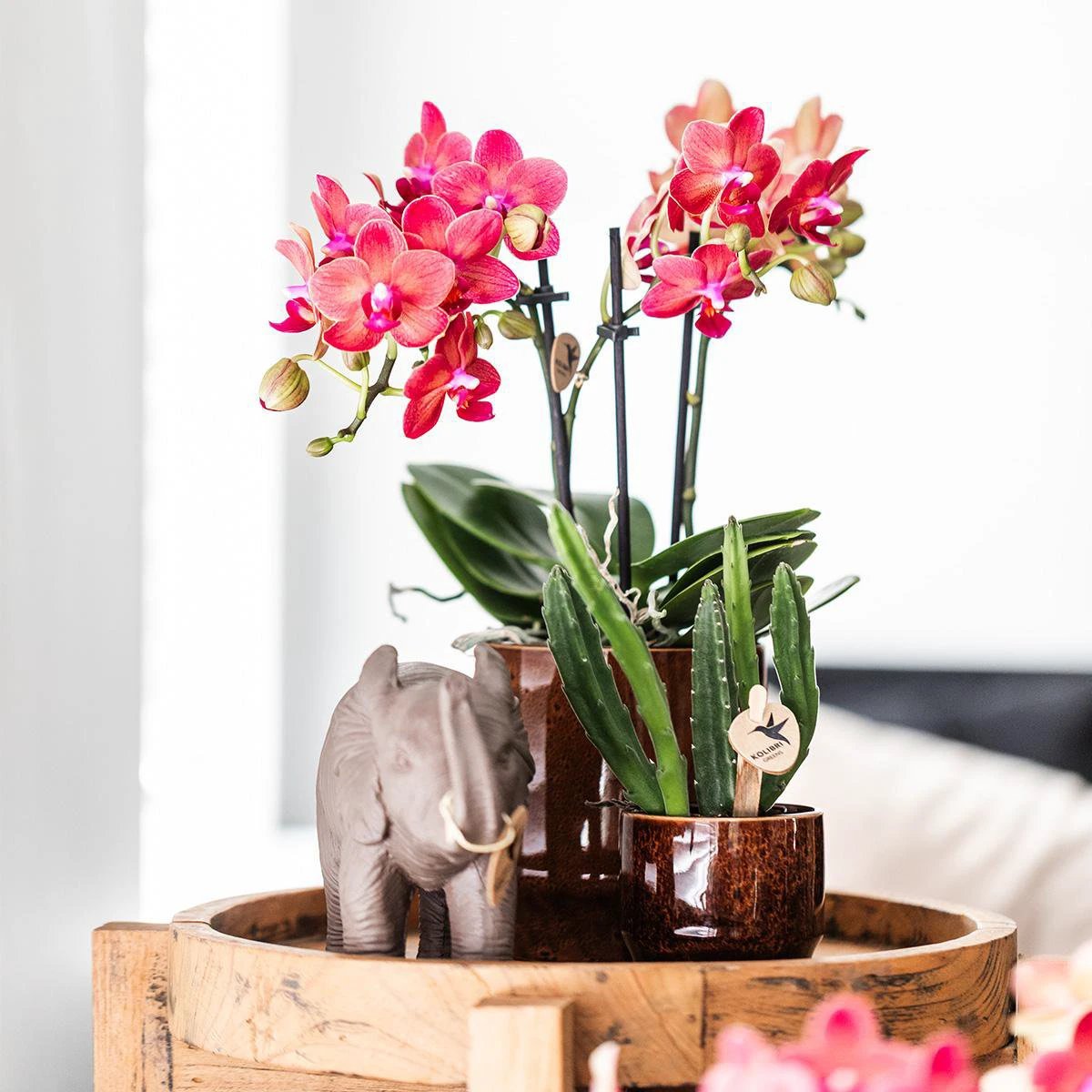 Kolibri Greens | Green Plant - Stapelia - Green houseplant - Fresh of the grower - Ø6cm by Kolibri Company