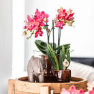 Kolibri Greens | Green Plant - Stapelia - Green houseplant - Fresh of the grower - Ø6cm by Kolibri Company