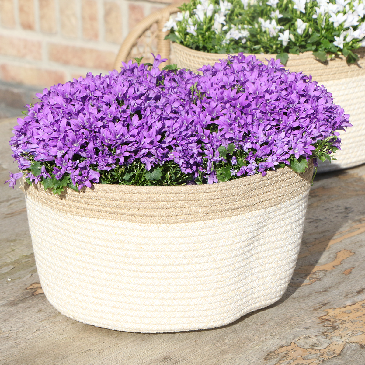 Campanula Addenda Ambella Intense Purple - Cotton Scale with Campanula With Water Give System - 3 Pieces - Klokjesbloem Purple - Pot size 12cm - Inside & Outside by Kolibri Company