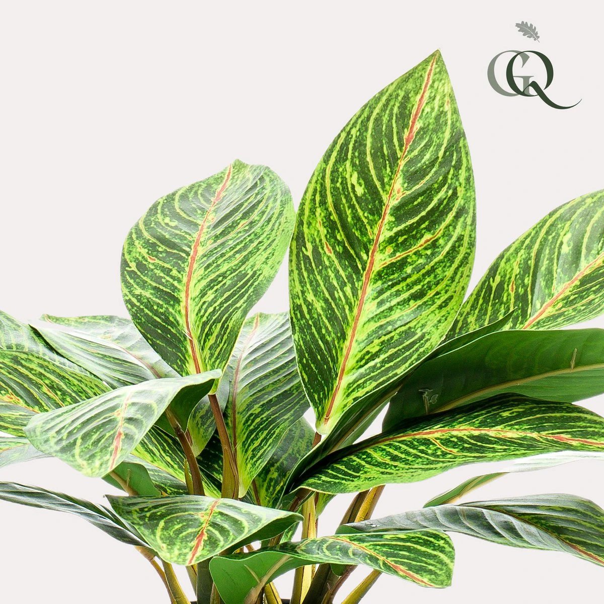 Kunstpflanze – Croton Codiaeum – Wunderstrauch – 38 cm von Green boutiQ
