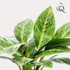 Kunstpflanze – Croton Codiaeum – Wunderstrauch – 38 cm von Green boutiQ