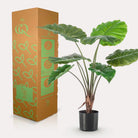 Art plant - Alocasia - Elephants ear - 70 cm by Green boutiQ