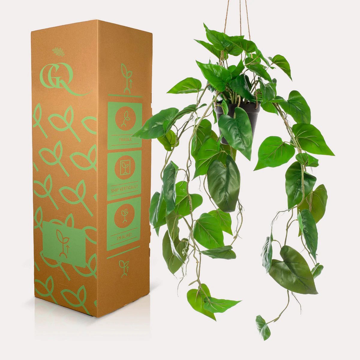 Art Plant - Philodendron Scandens - Climate Boomliefhebber - 80 cm by Green boutiQ