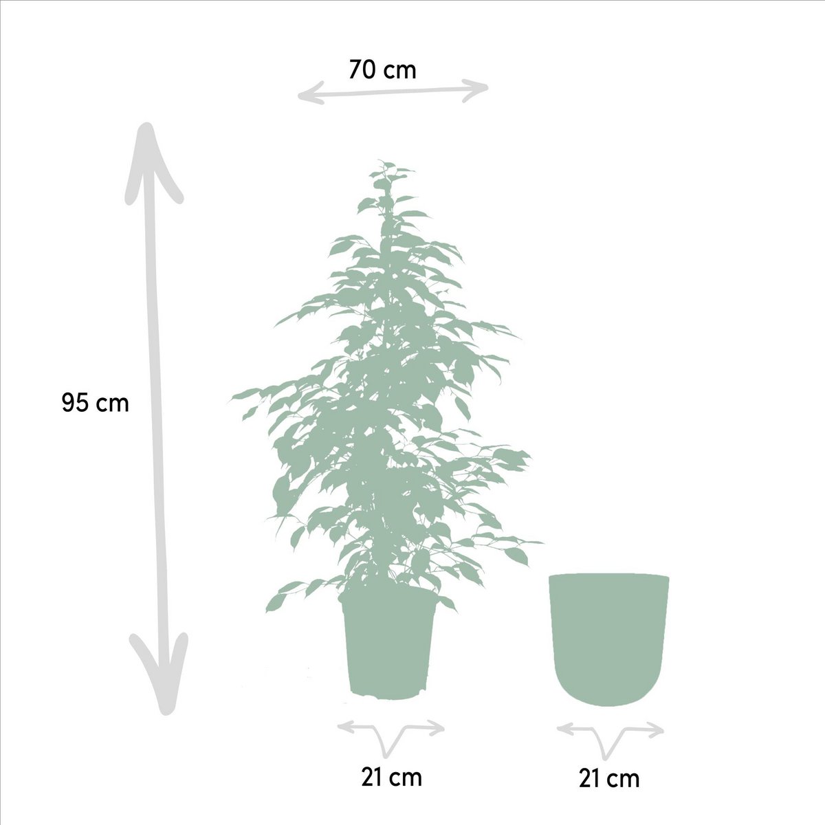 Ficus benjamina Goldenking - ↨95cm - Ø21cm + Topf Mayk Blei von MEERgroothandel Planten