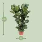 Ficus Lyrata - Ø27cm - ↕100cm by MEERgroothandel Planten