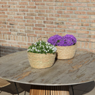 Campanula Addenda Ambella Intensiv-Lila – Weidenkorb mit Campanula mit Wassergabesystem – 3 Stück – Klokjesbloem Lila – Topfgröße 12 cm – Innen- & Außenbereich von Kolibri Company
