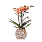 Hummingbird Orchids | Orange Phalaenopsis orchid - Mineral Bolzano + Safari pot - pot size Ø9cm | flowering houseplant - fresh from the grower by Kolibri Company