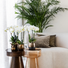 Kolibri Orchideen | KOMBI-DEAL mit 2 weißen Phalaenopsis-Orchideen – Topfgröße Ø12 cm | blühende Zimmerpflanze – frisch vom Züchter von Kolibri Company