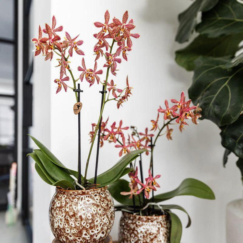 Hummingbird Home | Safari pot - Ø9cm - Ø9cm by Kolibri Company