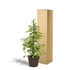 Ficus benjamina Goldenking – ↨95 cm – Ø21 cm + Korb Igmar von MEERgroothandel Planten