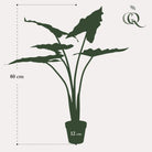 Art plant - Alocasia Frydek - Elephants ear - 80 cm by Green boutiQ