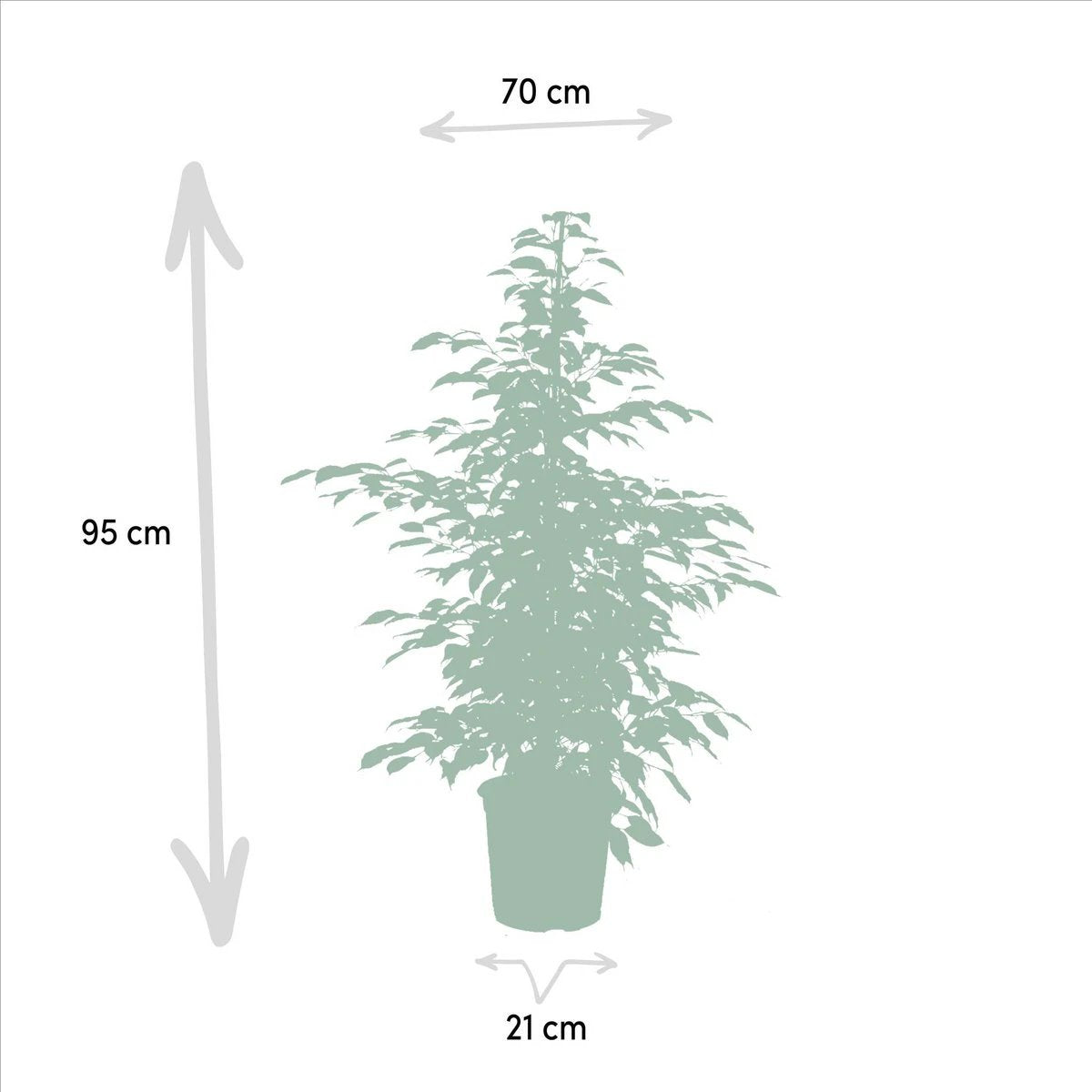 Ficus benjamina Twilight - Ø21cm - ↕95cm by MEERgroothandel Planten