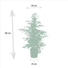 Ficus benjamina Twilight - Ø21cm - ↕95cm by MEERgroothandel Planten