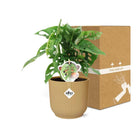 Monstera ‘Monkey Leaf’ in ELHO Vibes Fold 14cm geel by MEERgroothandel Planten