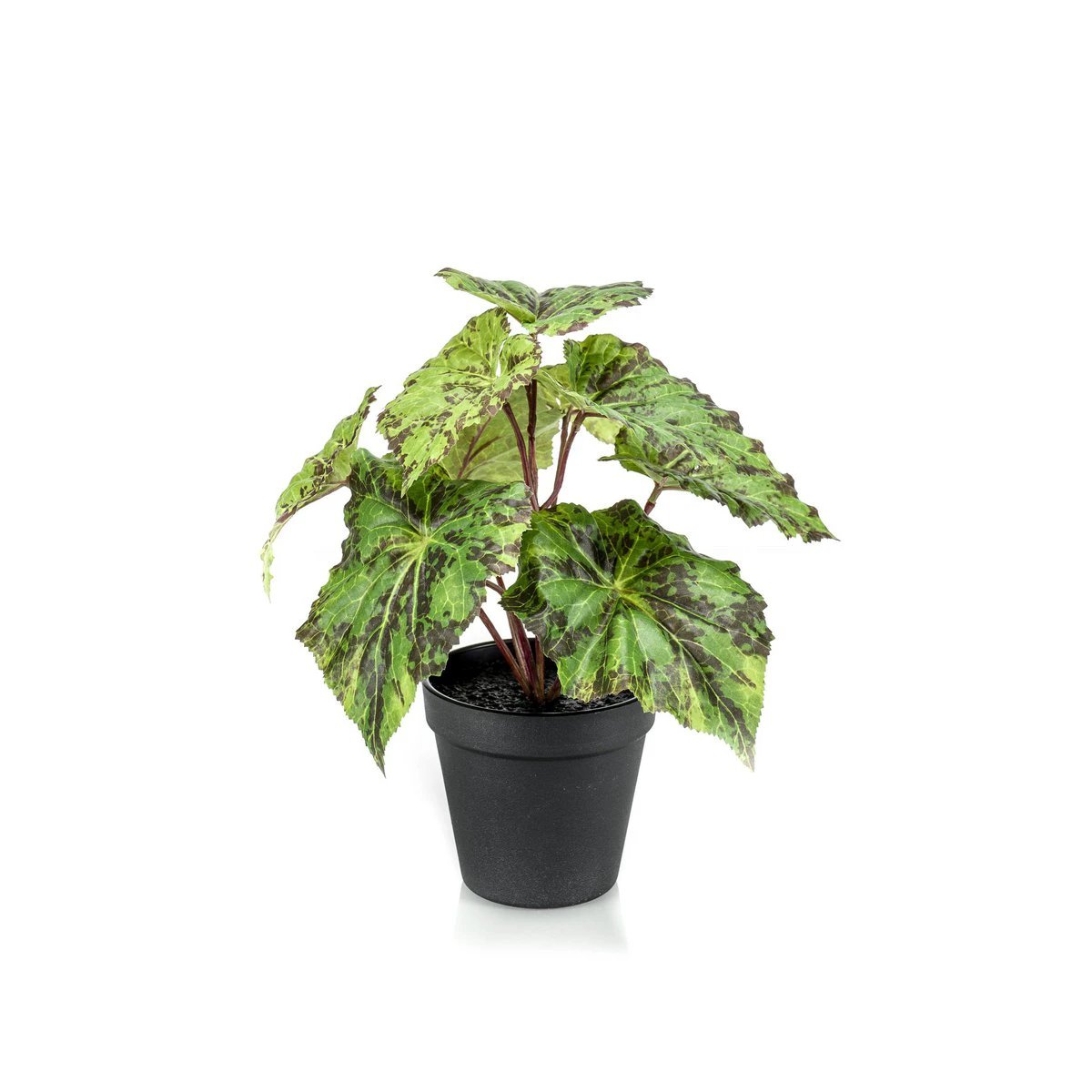 Kunstpflanze – Begonia Rex – Blattbegonie – 25 cm von Green boutiQ