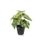 Kunstpflanze – Begonia Rex – Blattbegonie – 25 cm von Green boutiQ