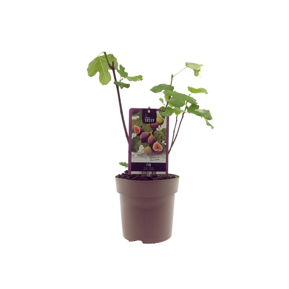 Ficus Bornholm (15017) – Ø15 cm – ↕40 cm von MEERgroothandel Planten