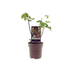 Ficus Bornholm (15017) – Ø15 cm – ↕40 cm von MEERgroothandel Planten