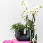 Kolibri Home | Tube sierpot - Black by Kolibri Company
