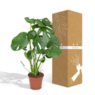 Monstera Deliciosa - Hole plant - Ø17cm - ↕55cm by MEERgroothandel Planten