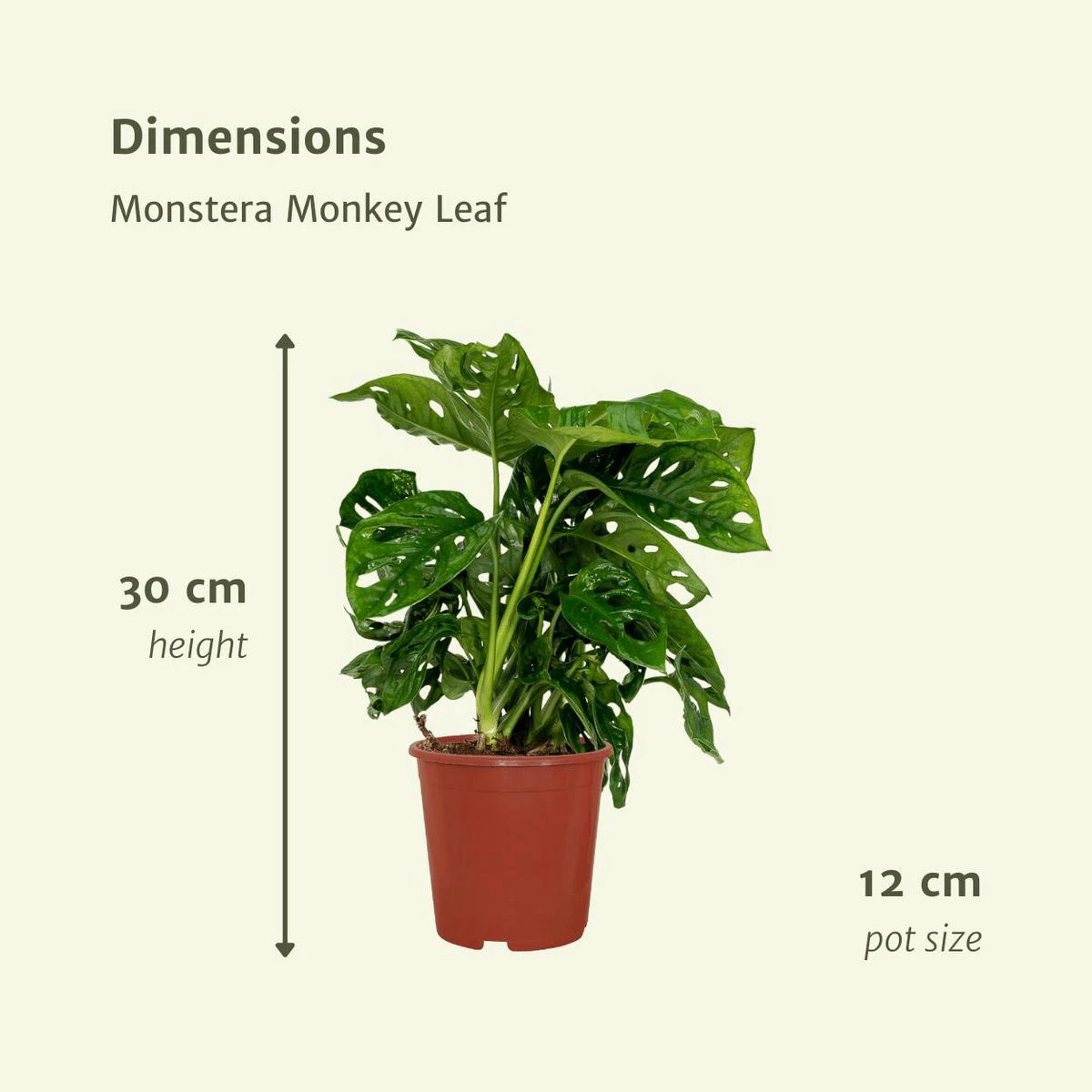 2x Monstera Monkey Leaf - Hole plant - 30cm - ø12 by MEERgroothandel Planten