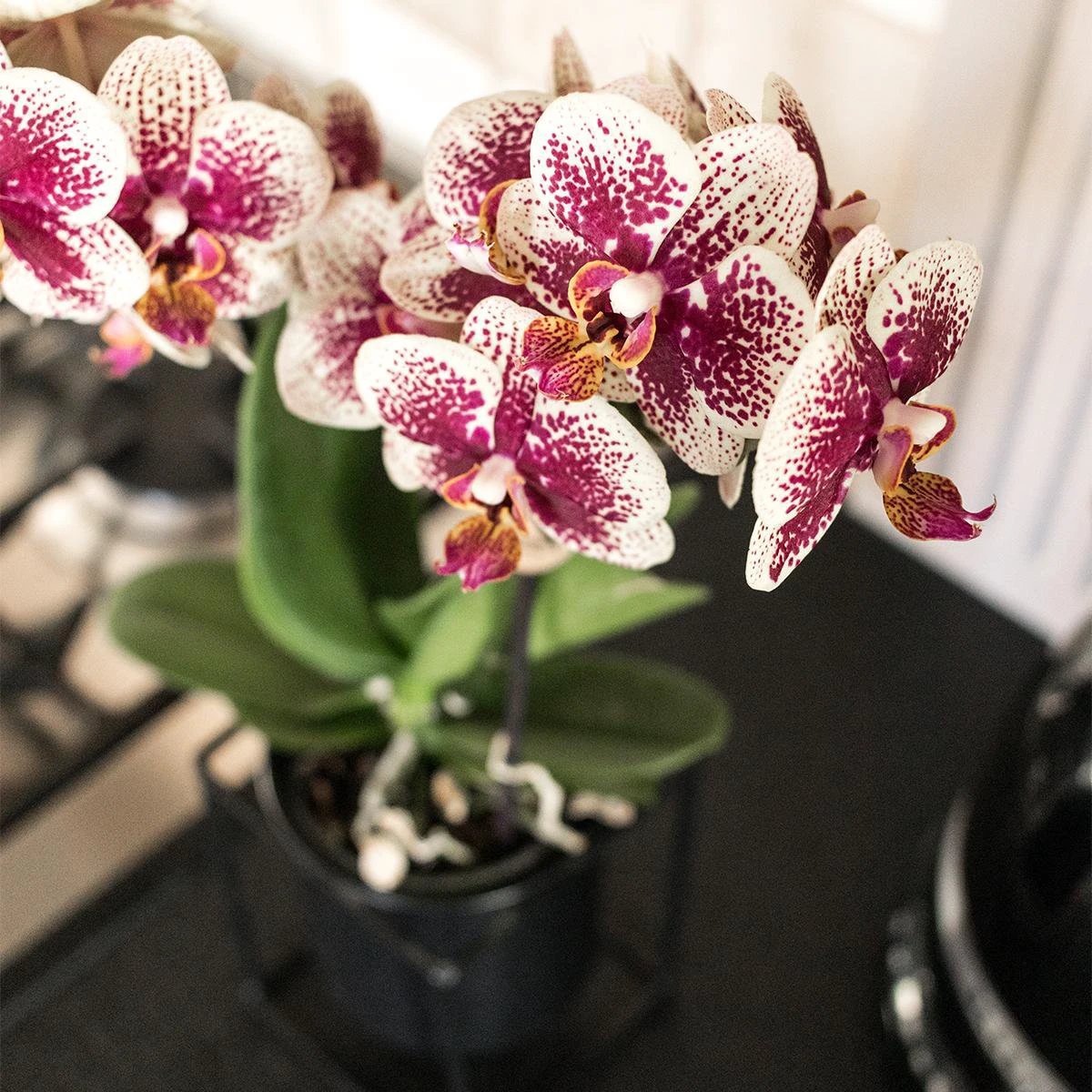 Colibr Orchideen | KOMBI-ANGEBOT aus 2 gelb-roten Phalaenopsis-Orchideen – Spanien – Topfmaß Ø9 cm | Wohnzimmerpflanze – frisch vom Züchter von Kolibri Company