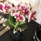 Colibr Orchideen | KOMBI-ANGEBOT aus 2 gelb-roten Phalaenopsis-Orchideen – Spanien – Topfmaß Ø9 cm | Wohnzimmerpflanze – frisch vom Züchter von Kolibri Company