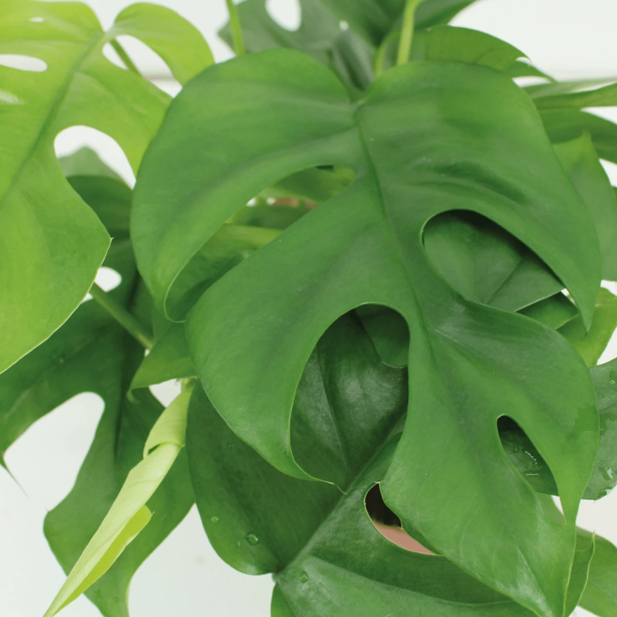 Kokodama Monstera Minima Hang (hole plant) - 2 pieces - Ø15cm - ↕25cm by MEERgroothandel Planten