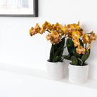 Colibr Orchids | orange gold Phalaenopsis orchid potmate Ø12cm | Jewide Las Vegas | -driving room plant - freshly from the grower by Kolibri Company