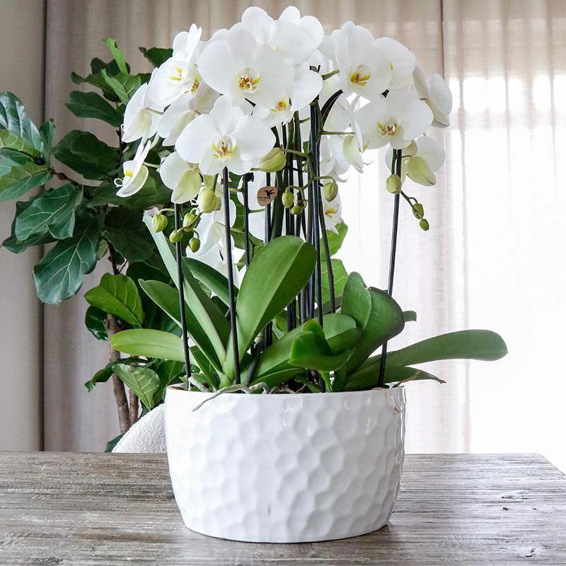 Hummingbird Home | Honey dish white - Ceramic plant bowl with honey pattern - suitable as a planter - pot size Ø30cm by Kolibri Company