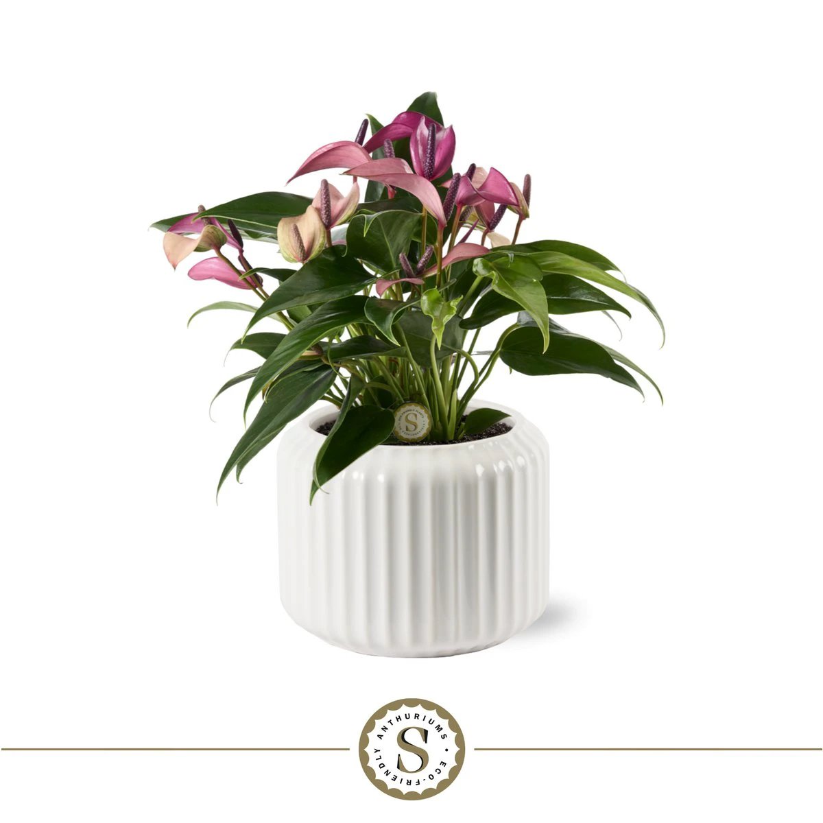BOLOGNA WHITE ZIZOU by Blooming Luxury