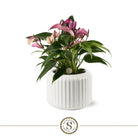 BOLOGNA WHITE ZIZOU by Blooming Luxury