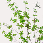 Kunstplant - Tropseolum attractive - Oost Indistent - 150 cm by Green boutiQ