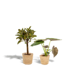 Ficus Elastica Melany - Ø21cm - ↕85cm + Alocasia Wentii - Ø19cm - ↕60cm + Korb Selin von MEERgroothandel Planten