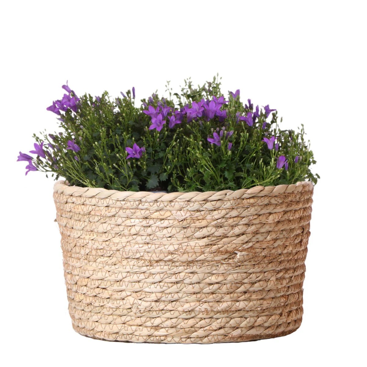 Campanula Addenda Ambella Intense Purple – Weidenkorbwaage mit Campanula mit Wassergabesystem – 3 Stück – Glockenblume Purple – Topfgröße 12 cm – Innen & Außen von Kolibri Company