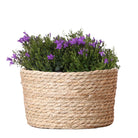 Campanula Addenda Ambella Intense Purple – Weidenkorbwaage mit Campanula mit Wassergabesystem – 3 Stück – Glockenblume Purple – Topfgröße 12 cm – Innen & Außen von Kolibri Company