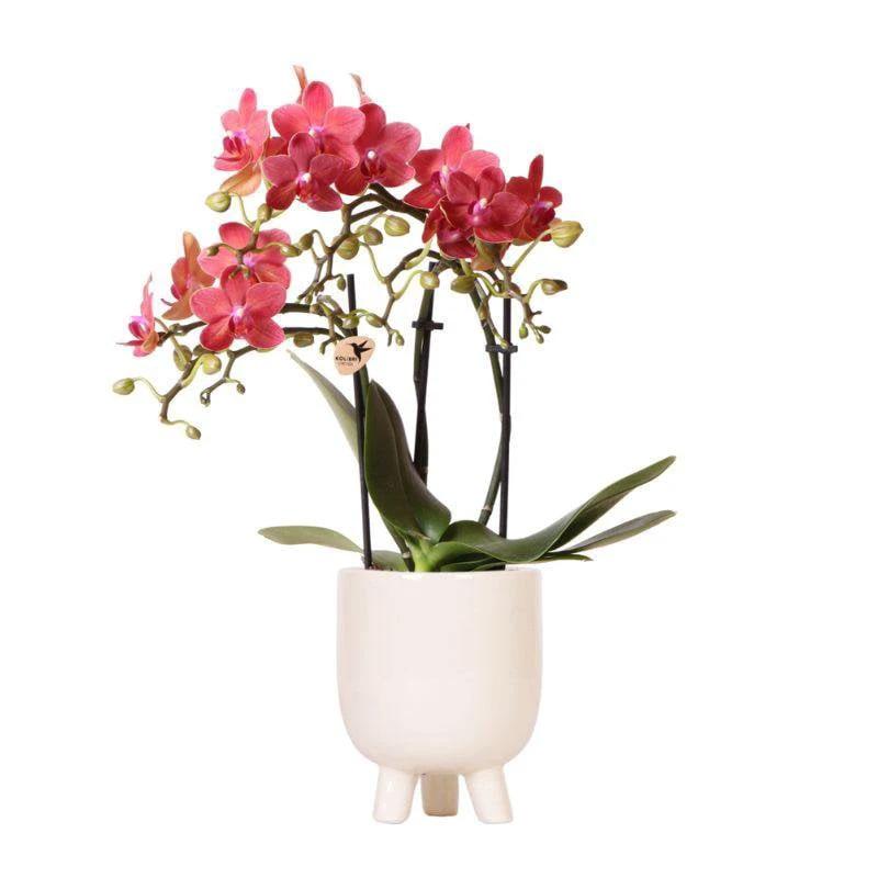 Colibr Orchids | Red Phalaenopsis orchid – Congo + Gummy pot trattine – pot measure Ø9cm | blooming room plant in flower pot - fresh from the grower by Kolibri Company