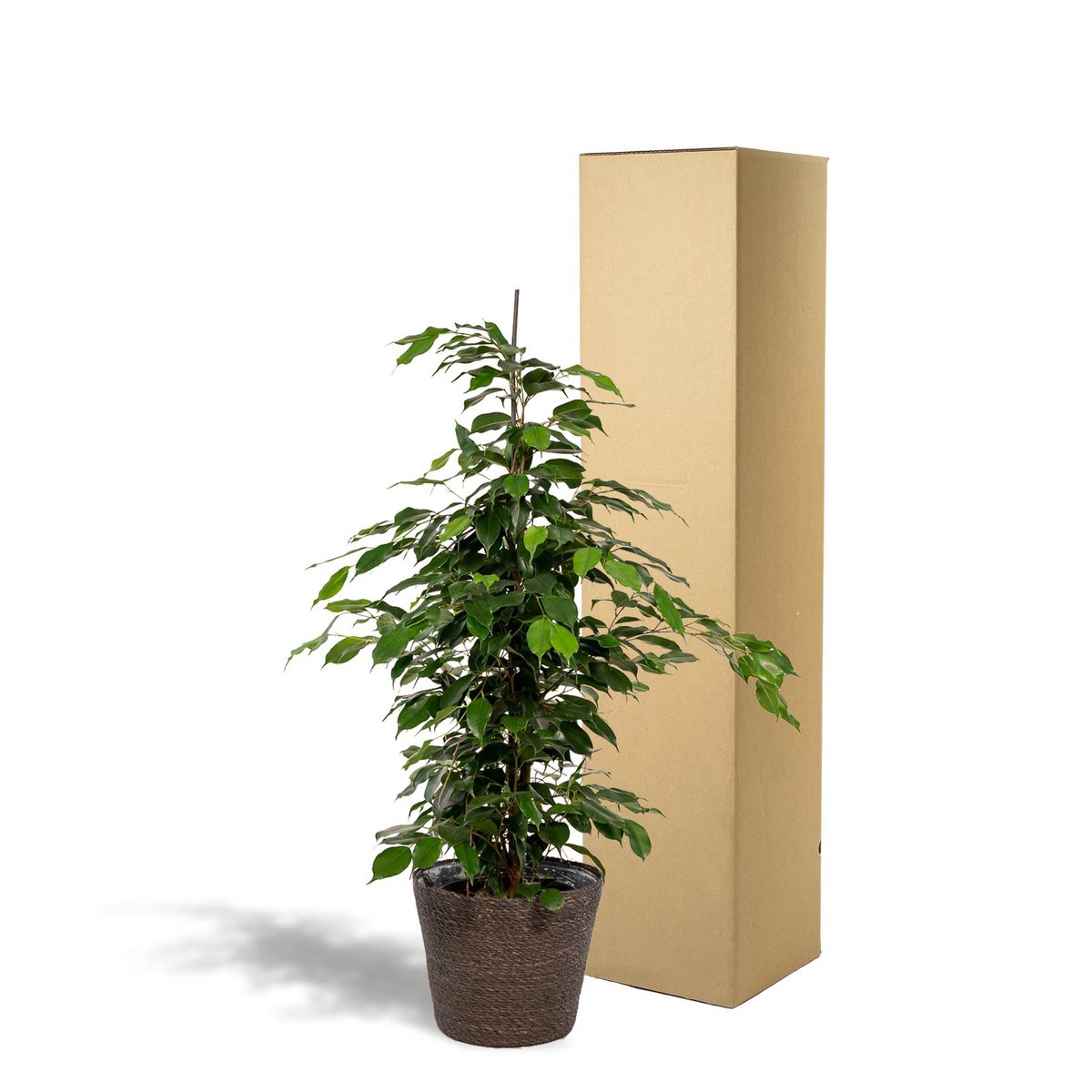 Ficus benjamina Danielle - ↨95 cm - Ø21 cm + Korb Igmar von MEERgroothandel Planten