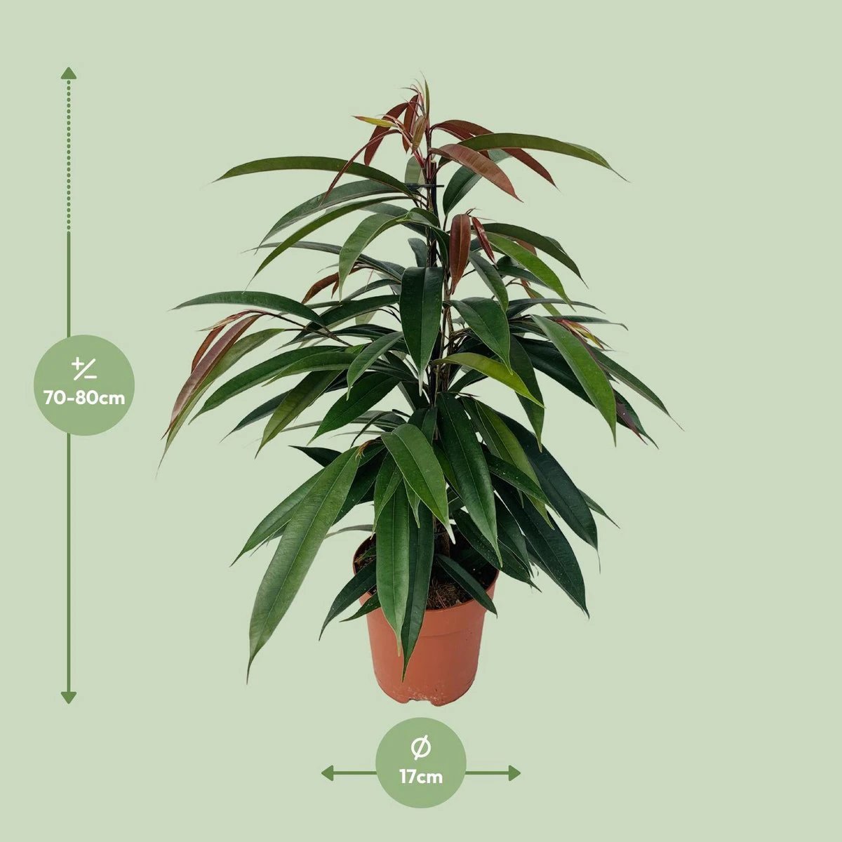 Ficus Binnendijkii 'Amstel King' P17 - Ø17cm - ↕75cm by MEERgroothandel Planten