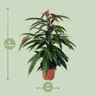 Ficus Binnendijkii 'Amstel King' P17 - Ø17cm - ↕75cm by MEERgroothandel Planten