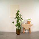 Ficus microcarpa Moclame - Ø21cm - ↕95cm by MEERgroothandel Planten